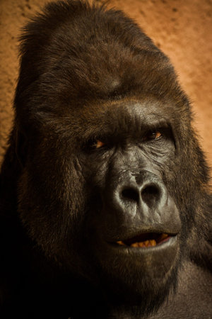 Portrait of a Western Lowland Gorilla - Gorilla gorilla gorilla