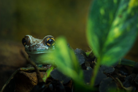 Frog in the rainforest. Wildlife scene from tropic nature.の写真素材