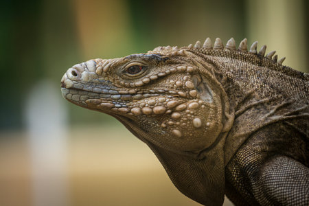 Close up of a green iguana looking at the camera with a blurred backgroundの写真素材