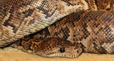 Boa constrictor snake close up portrait. Exotic reptile.