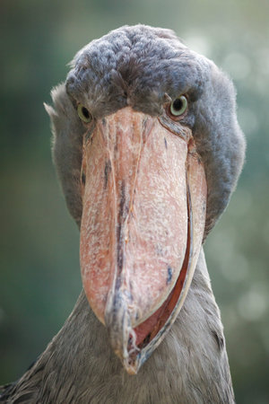 Shoebill - Balaeniceps rex - portraitの写真素材