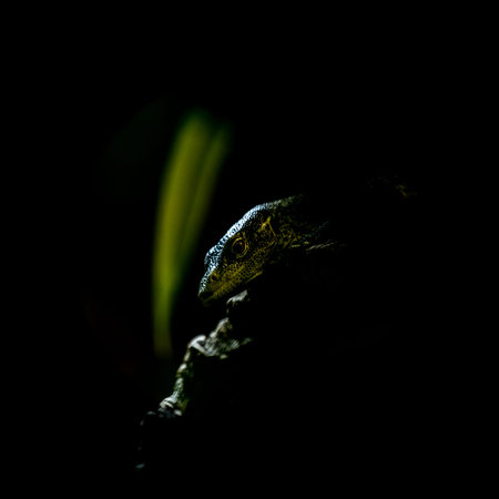 Close up of a water monitor on a tree branch in the darkの写真素材