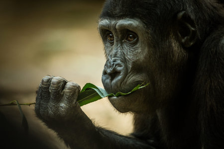 Lowland gorilla (Gorilla gorilla gorilla) eating a leafの写真素材