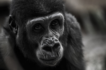 Black and white photo of a monkeyの写真素材