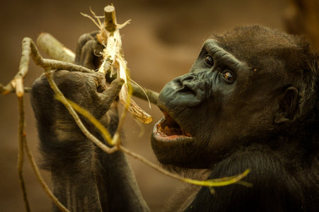 Gorilla eating a branch of a tree in the forest.の写真素材