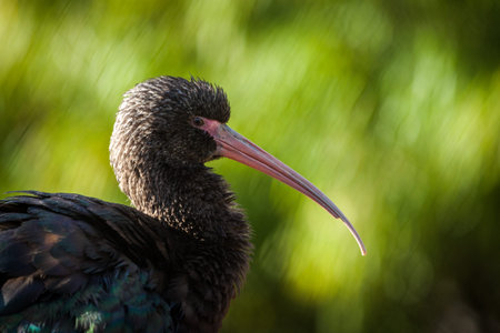 Close-up of a bald ibis (Geronticus eremita)の写真素材