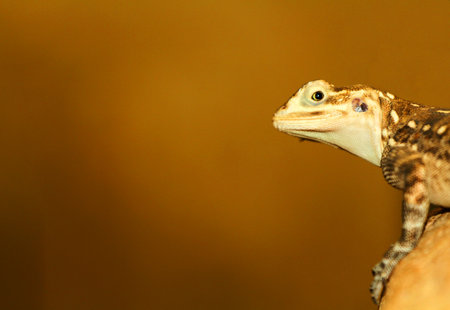 Close-up of a lizard on a rock.の写真素材