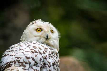 Snowy Owl - Bubo scandiacus - in a zooの写真素材