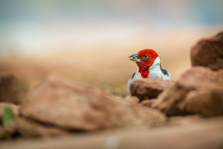 Red-crested cardinal (Carduelis carduelis)