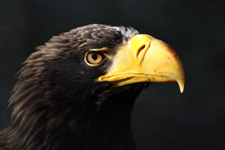 Close-up of a Steller's sea eagle (Haliaeetus pelagicus)