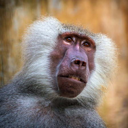 Portrait of a baboon (Papio hamadryas)の写真素材