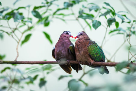 Pigeons are kissing on a branch in the rainforest.の写真素材
