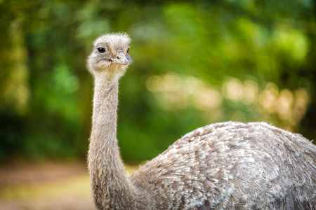 Portrait of an ostrich (Struthio camelus)の写真素材