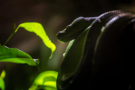 Close up of the head of a snake in the rainforest.