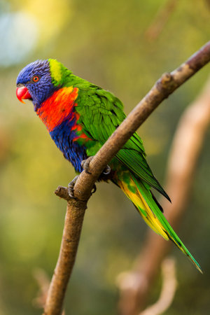 Rainbow Lorikeet (Trichoglossus haematodus)
