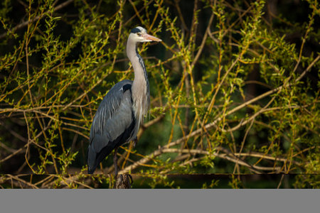 Great Blue Heron (Ardea herodias) in natural habitatの写真素材