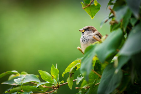 Sparrow sitting on a branch of a tree in nature.の写真素材