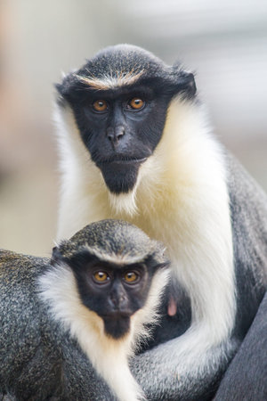 Vervet monkey (Cercopithecus aethiops)の写真素材