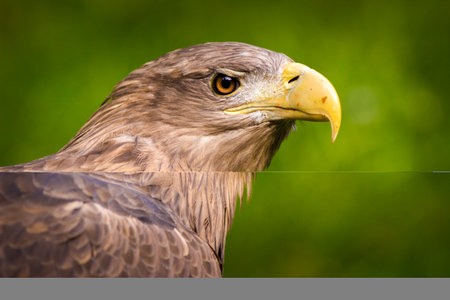 White tailed Eagle (Haliaeetus albicilla)の写真素材