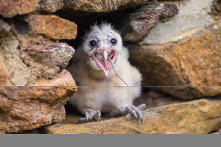 Baby barn owl in a nest on a rock with open mouth.