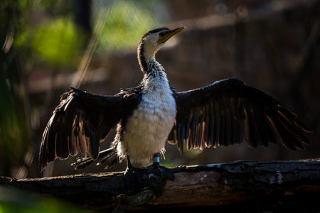 Great cormorant (Phalacrocorax carbo)の写真素材