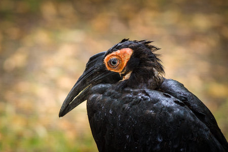 Southern ground hornbill, Bucorvus leadbeateriの写真素材