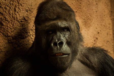 Portrait of a gorilla on a background of a brown wall.の写真素材