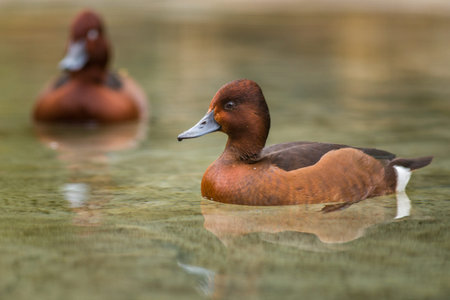 Tufted duck, Aythya fuligula, single male on water, Warwickshireの写真素材