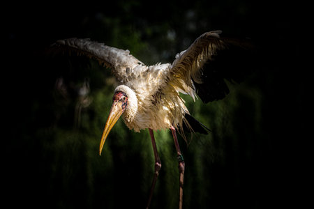 Yellow-billed stork (Mycteria ibis)の写真素材