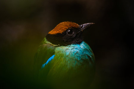 Blue-winged Pitta (Pitta moluccensis)の写真素材