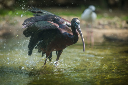 Glossy Ibis (Plegadis falcinellus)
