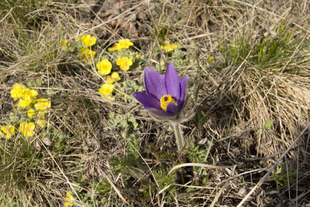 Pulsatilla Vulgaris Violet Wild Flower. Siberian spring snowdrops and primroses of Krasnoyarsk...