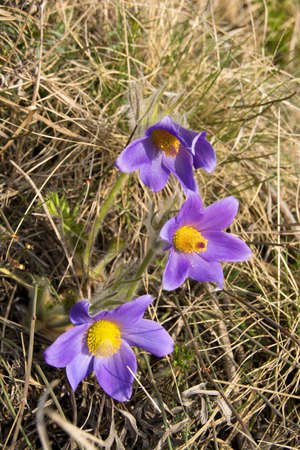 Pulsatilla Vulgaris Violet Wild Flower. Siberian spring snowdrops and primroses of Krasnoyarsk...