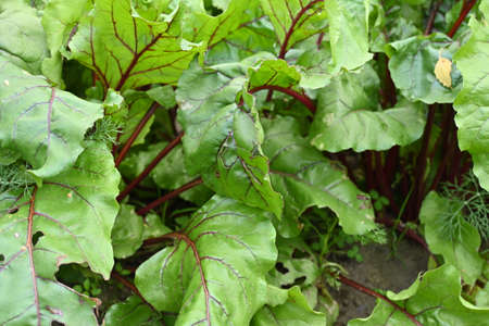 Rows of young beet leafy green vegetable crop planted. Organic beet vegetables field in a garden....