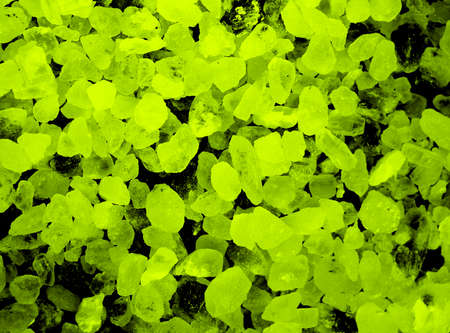 Green crystals photo for backgrounds. Bright salt crystals in glass container. Colored sea salt granules of chlorides. Chemical spice for cooking and bathing. Colorful rock salt. Chemical minerals.の写真素材