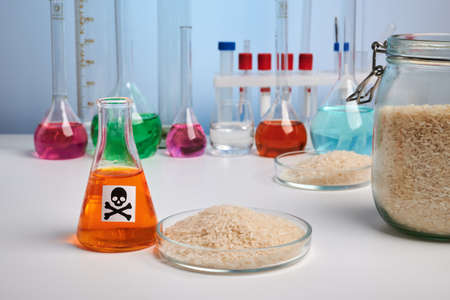 Rice in a Petri dish - toxic lab photo. Rice grain in glass Petri dish. Colorful flasks with bright...