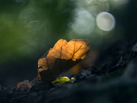Oak leaf in the sun