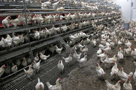 lot of biological chicken in barn of chicken farm lot of biological chicken in barn of chicken farm