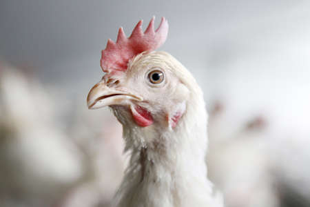 portrait of a chicken with unsharp chickens in the backgroundの写真素材