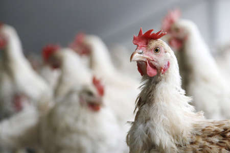 chicken looks into the camera with others chickens in the background