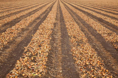 onions on a field waiting to be harvestedの写真素材