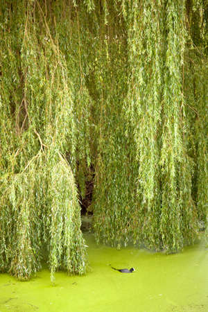 coot swimming in green duckweed under green weeping willowの写真素材