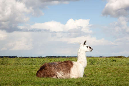 a llama lying in the grass of a Dutch polderの写真素材