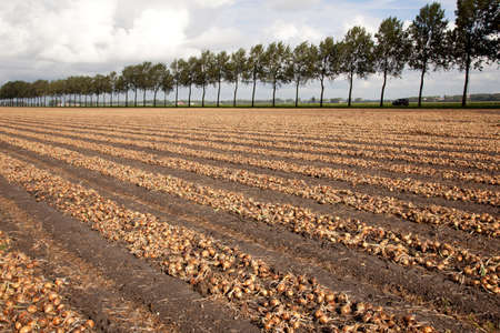 onions ready to be harvested on a field in Holland in Haarlemmermeerの写真素材