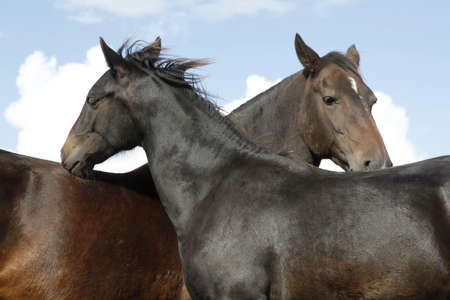 two brown horses in symmetrical positionの写真素材