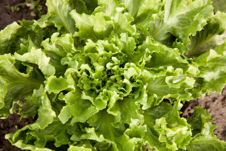 closeup of endive lettuce in the garden