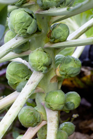 brussel sprouts on stem of plant in gardenの写真素材