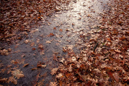 forest path with fallen autumn leaves in backlight 