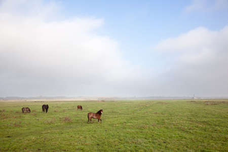 dark horse and brown ponies in dutch polderの写真素材