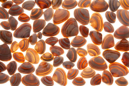 sea shells against white background in golden light